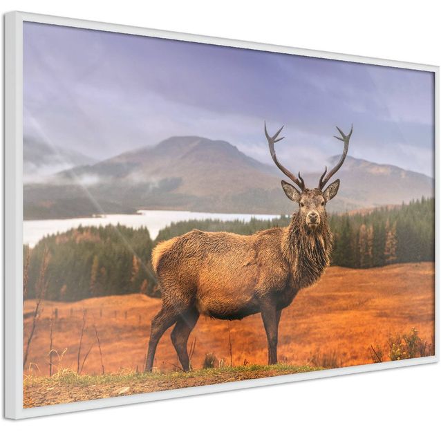 Juliste Artgeist Scottish Stag kehyksillä eri kokoja