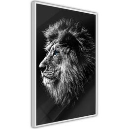 Juliste Artgeist Blue-eyed Lion kehyksillä eri kokoja