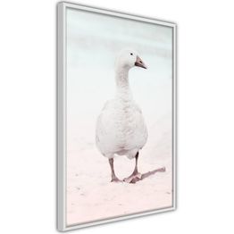 Juliste Artgeist Winter Duck kehyksillä eri kokoja