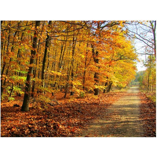 Kuvatapetti Artgeist Beech forest eri kokoja