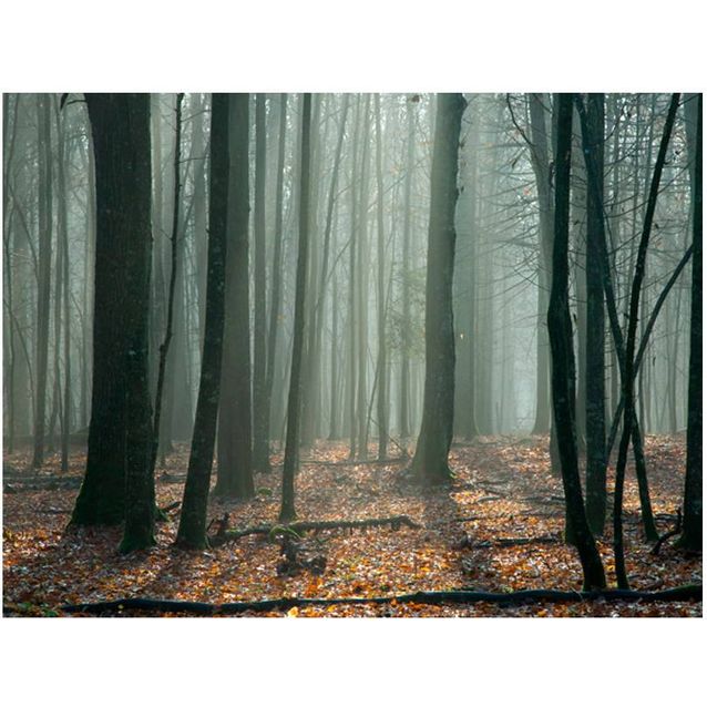 Kuvatapetti Artgeist Witches' forest eri kokoja