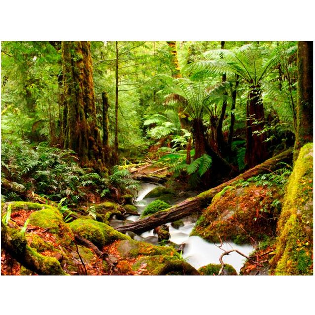 Kuvatapetti Artgeist Rainforest eri kokoja