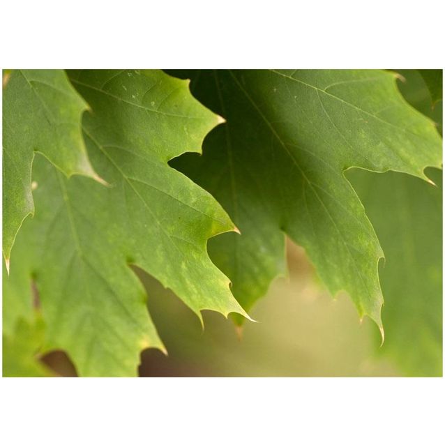 Kuvatapetti Artgeist Leaves eri kokoja