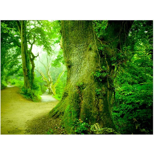 Kuvatapetti Artgeist Metsäpolku eri kokoja