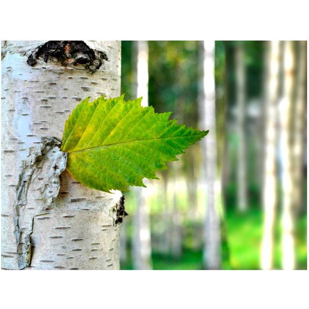 Kuvatapetti Artgeist Koivunlehti eri kokoja