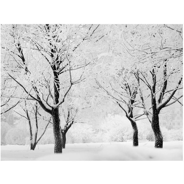 Kuvatapetti Artgeist Trees - talvimaisema eri kokoja
