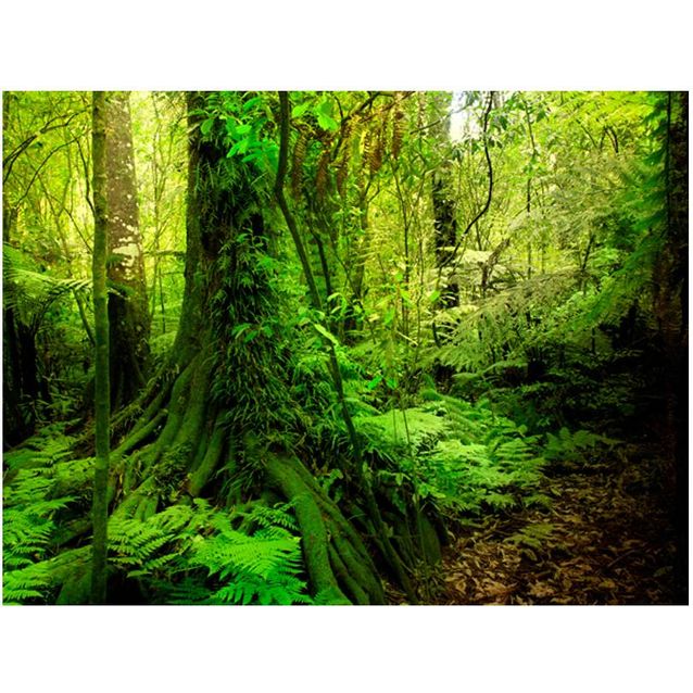 Kuvatapetti Artgeist Jungle eri kokoja