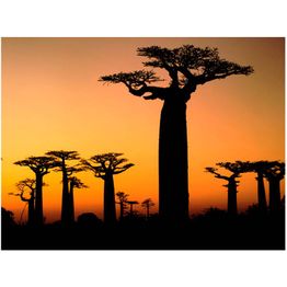 Maisematapetti Artgeist Afrikkalaiset Apinanleipäpuut, eri kokoja