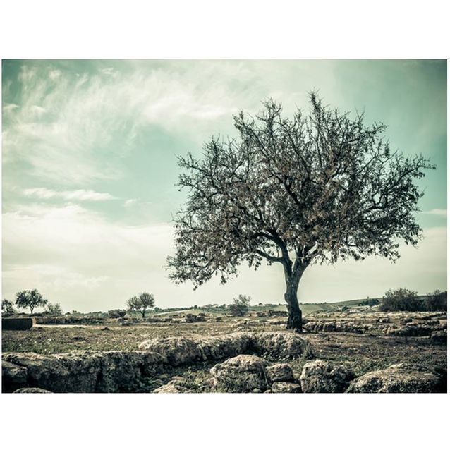 Kuvatapetti Artgeist Tree - vintage eri kokoja