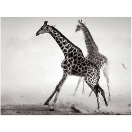 Kuvatapetti Artgeist Kirahveja eri kokoja