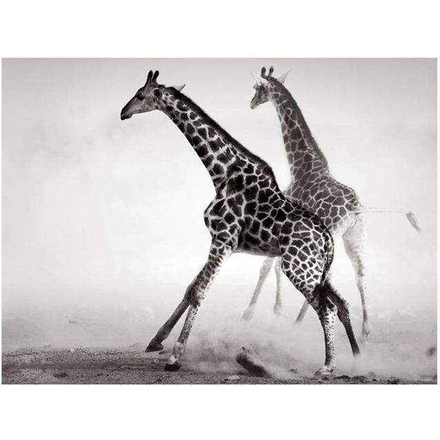 Kuvatapetti Artgeist Kirahveja eri kokoja