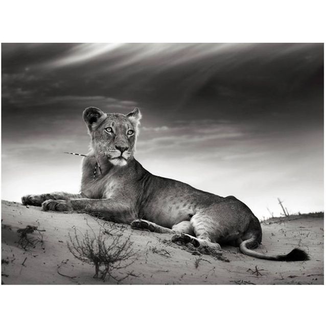 Kuvatapetti Artgeist Musta ja valkoinen naarasleijona eri kokoja