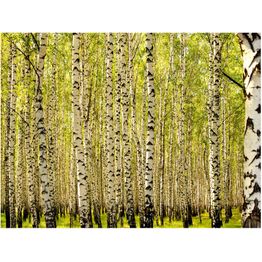 Metsätapetti Artgeist Koivumetsää, eri kokoja