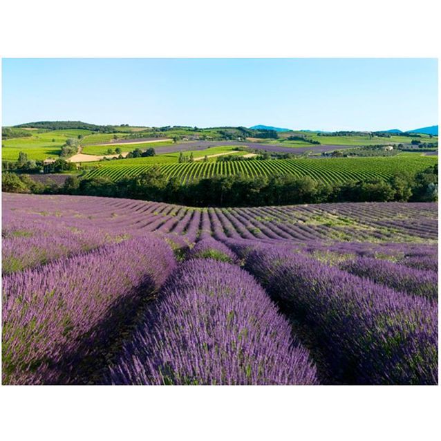 Kuvatapetti Artgeist Laventelipellot eri kokoja