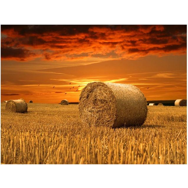 Kuvatapetti Artgeist Fields of gold eri kokoja