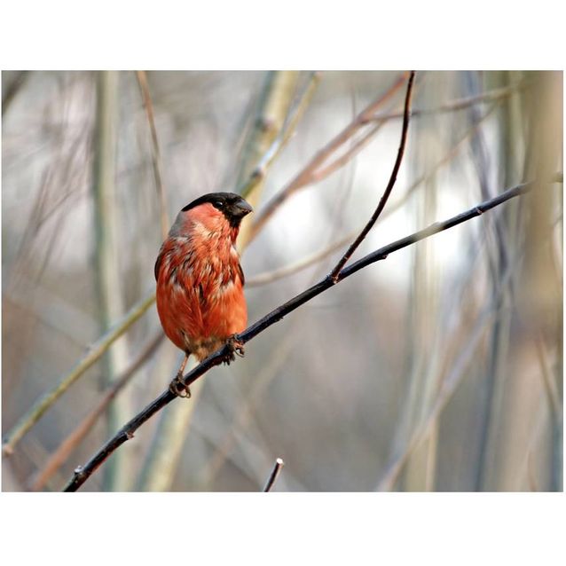 Kuvatapetti Artgeist Bullfinch in the forest eri kokoja