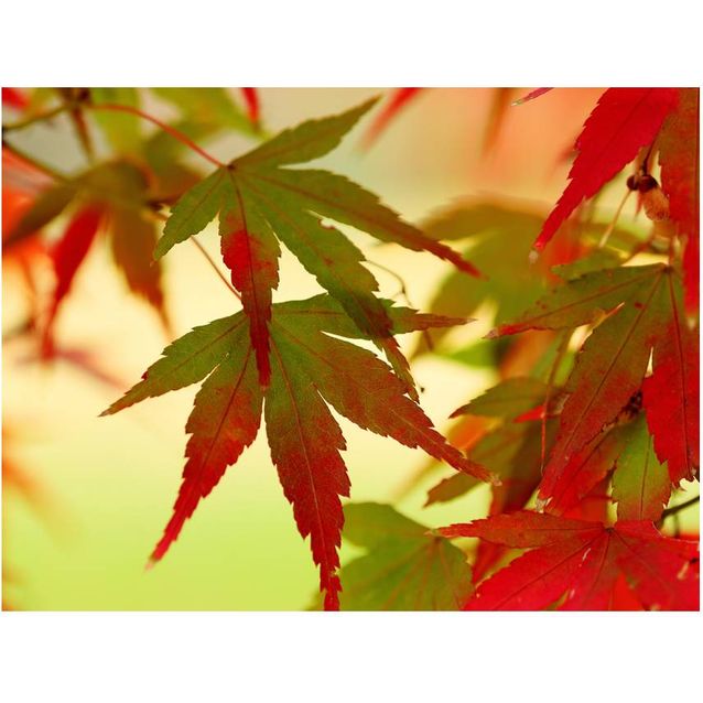 Kuvatapetti Artgeist Värikkäät lehdet eri kokoja