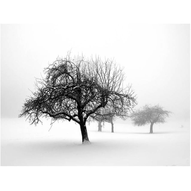 Kuvatapetti Artgeist Winter: Trees eri kokoja