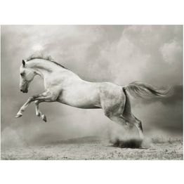 Kuvatapetti Artgeist Wild ori eri kokoja