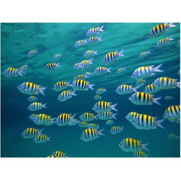 Kuvatapetti Artgeist Vedenalainen maisema - Karibia eri kokoja