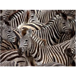 Kuvatapetti Artgeist Lauma seeproja eri kokoja