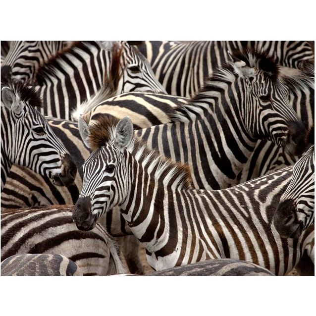 Kuvatapetti Artgeist Lauma seeproja eri kokoja