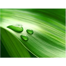 Kuvatapetti Artgeist Lehti ja kolme tippaa vettä eri kokoja