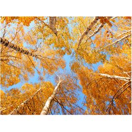 Kuvatapetti Artgeist Treetops eri kokoja