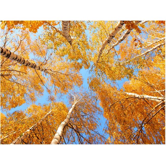 Kuvatapetti Artgeist Treetops eri kokoja