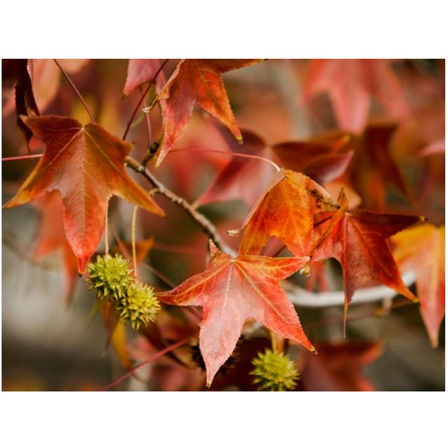 Kuvatapetti Artgeist Chestnut eri kokoja