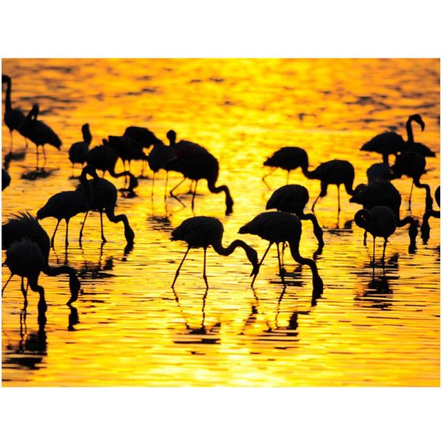 Kuvatapetti Artgeist Kenia: flamingoja järvellä eri kokoja