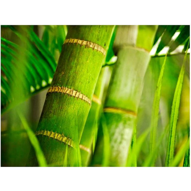 Kuvatapetti Artgeist Bamboo - detail eri kokoja