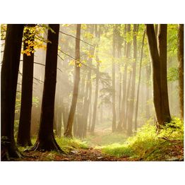 Metsätapetti Artgeist Mysterious forest path, eri kokoja