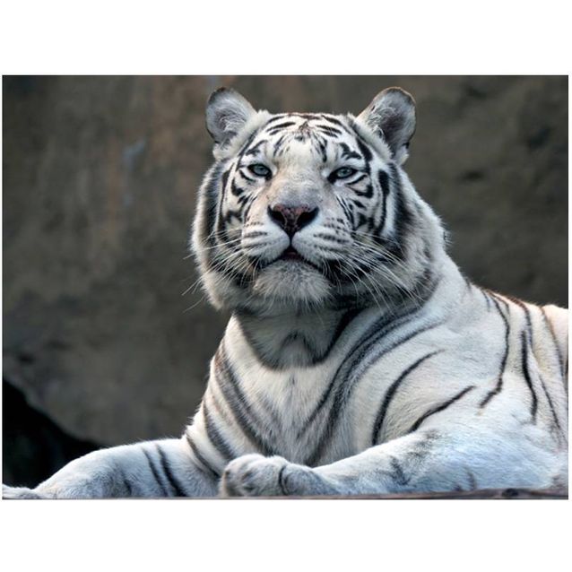 Kuvatapetti Artgeist Bengali tiikeri eläintarhassa eri kokoja