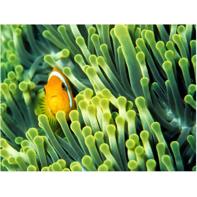 Kuvatapetti Artgeist Anemonefish eri kokoja