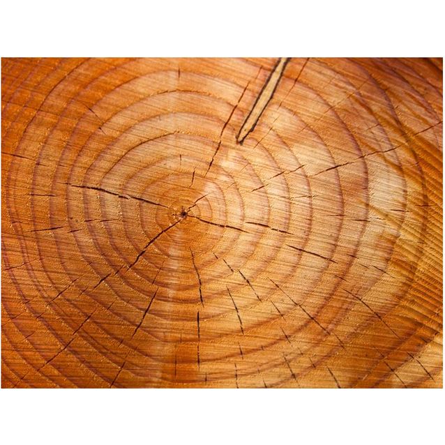 Kuvatapetti Artgeist Vuosirenkaat eri kokoja