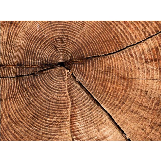 Kuvatapetti Artgeist Puunrungon poikkileikkaus eri kokoja