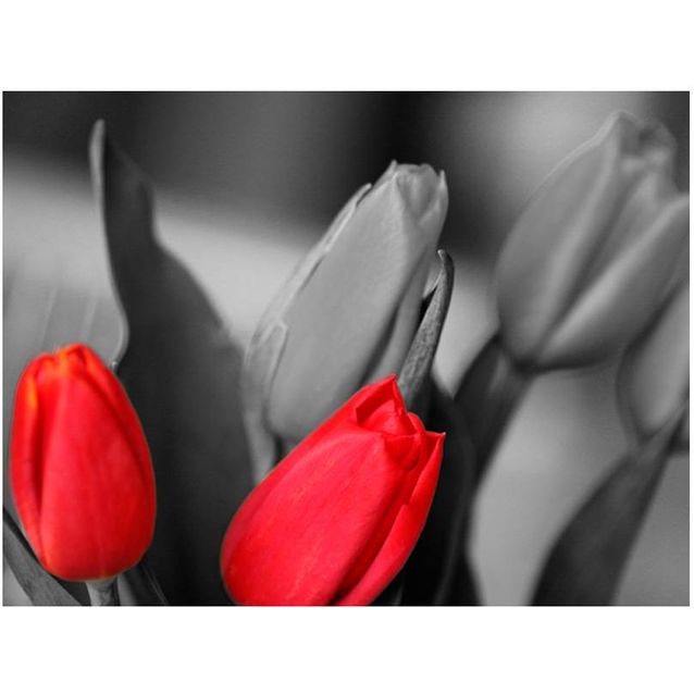 Kuvatapetti Artgeist Punaiset tulppaanit eri kokoja