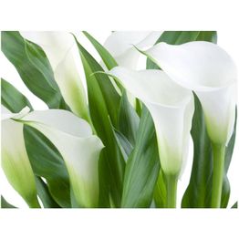 Kuvatapetti Artgeist Bunch of flowers - callas eri kokoja