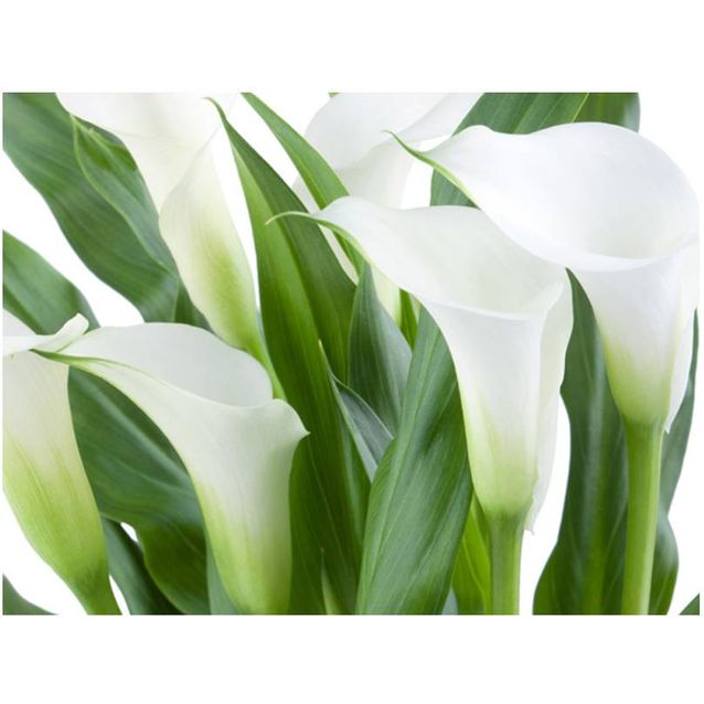 Kuvatapetti Artgeist Bunch of flowers - callas eri kokoja