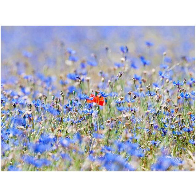 Kuvatapetti Artgeist Taivaan värinen niitty eri kokoja