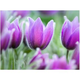 Kuvatapetti Artgeist Purple spring eri kokoja