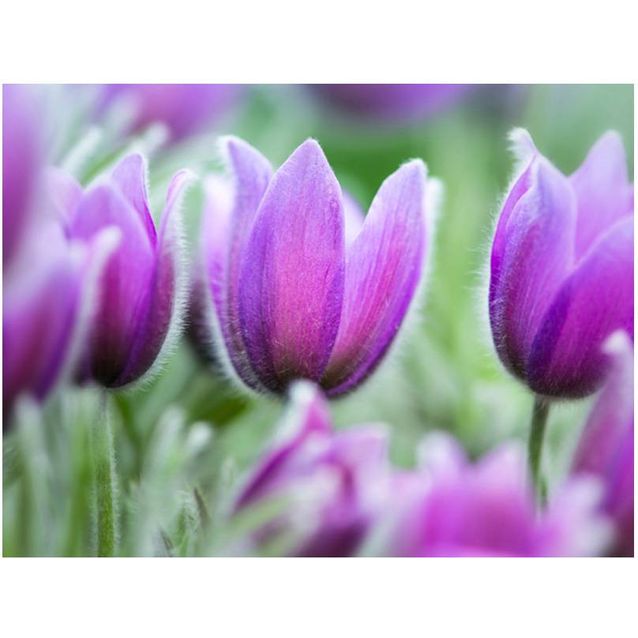 Kuvatapetti Artgeist Purple spring eri kokoja
