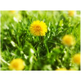 Kuvatapetti Artgeist Voikukka eri kokoja