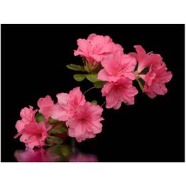 Kuvatapetti Artgeist Azalea in Black eri kokoja