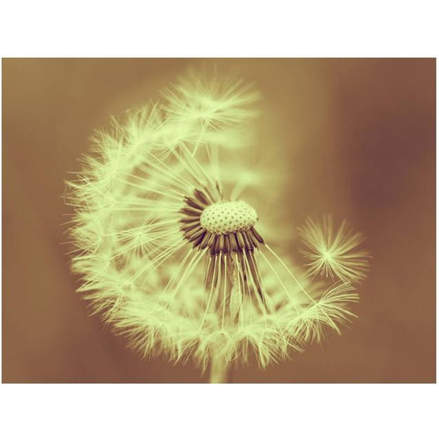 Kuvatapetti Artgeist Voikukka - seepia eri kokoja