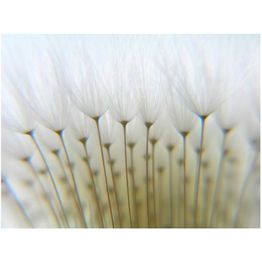 Kuvatapetti Artgeist Voikukkakimppu eri kokoja