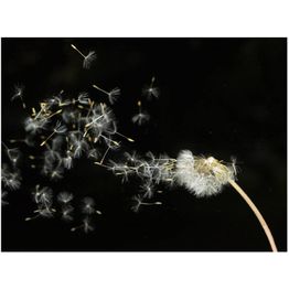 Kuvatapetti Artgeist Dandelion seeds in wind eri kokoja