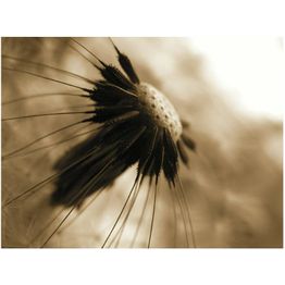 Kuvatapetti Artgeist Voikukka - dark seepia eri kokoja