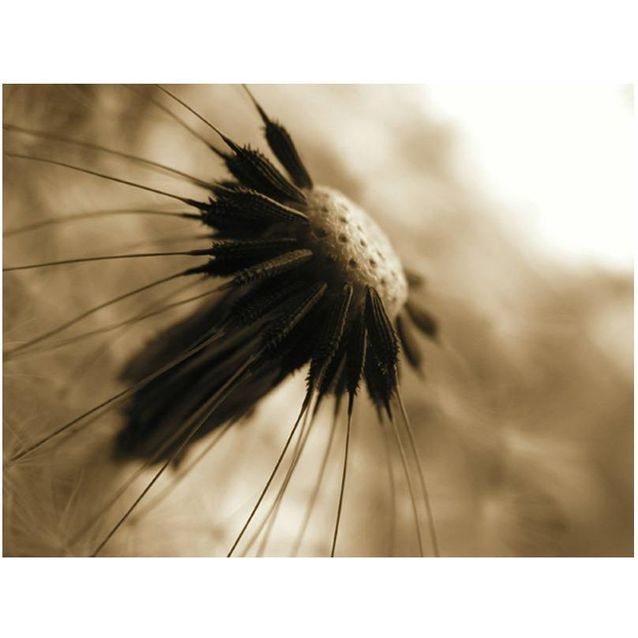 Kuvatapetti Artgeist Voikukka - dark seepia eri kokoja